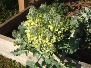 The increasing sunlight and warmer temperatures of early spring have prompted the surviving broccoli to flower.