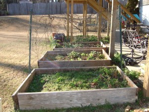 This bumper crop of weeds needs harvested.