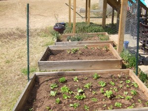 Two out of three garden plots weeded.