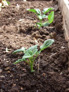 2013 Spring - Potato Sprouts