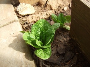 2013 Spring - Rouge Lettuce