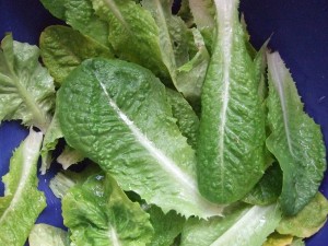 2013 Spring - First Lettuce Harvest