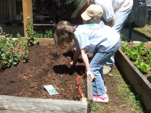 2013 Spring - Planting Snap Peas